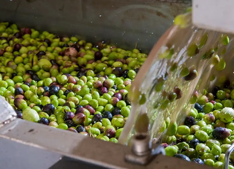 Cleaning before pressing olive oil