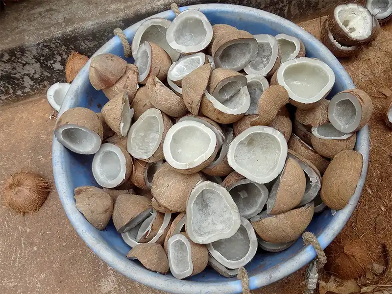 Prepare the shelled and peeled coconut