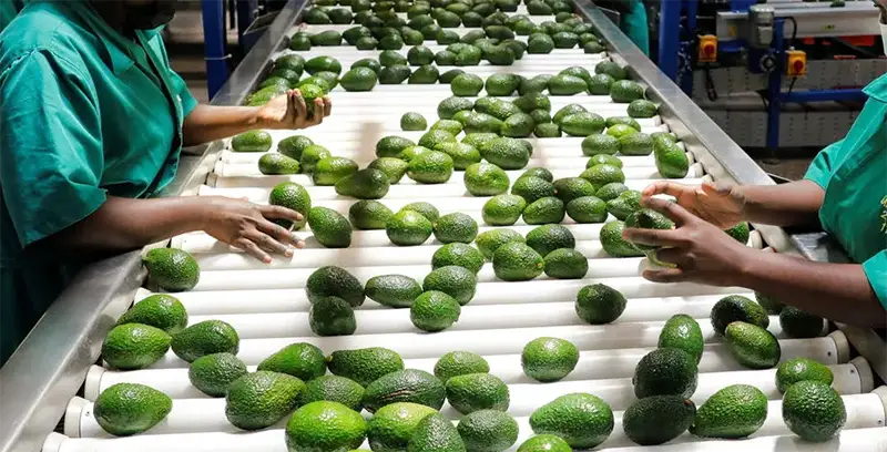 Samd processing plant washing and sorting avocados