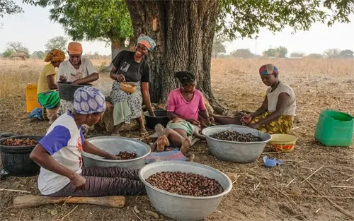 Amina's shea butter processing plant in Ghana