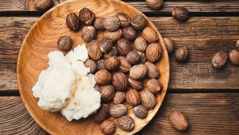 Guide to profitable shea butter production