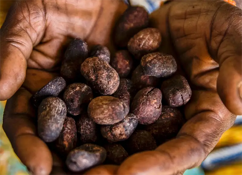 Shea nuts ready for pressing
