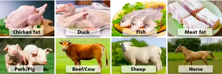 Raw materials that can be used to extract animal fats